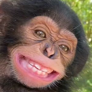 Meet your Posher, Toothy